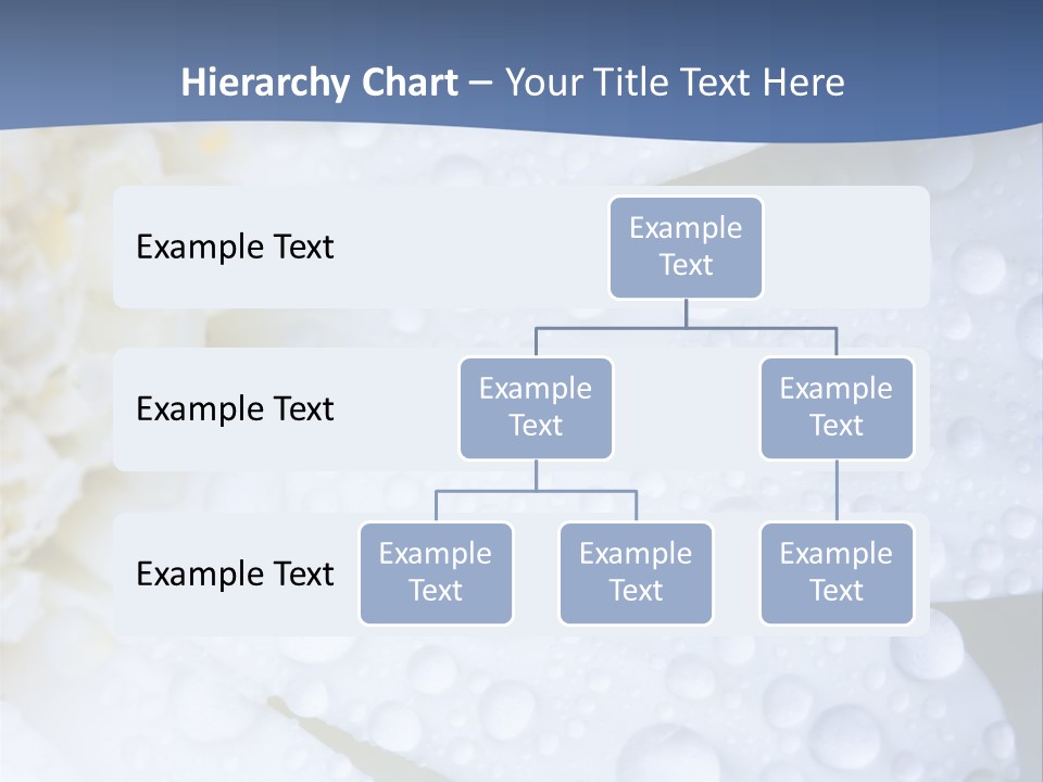 Closeup Of White Daisy With Water Droplets PowerPoint Template