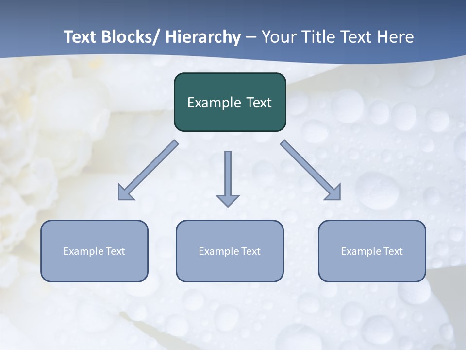 Closeup Of White Daisy With Water Droplets PowerPoint Template