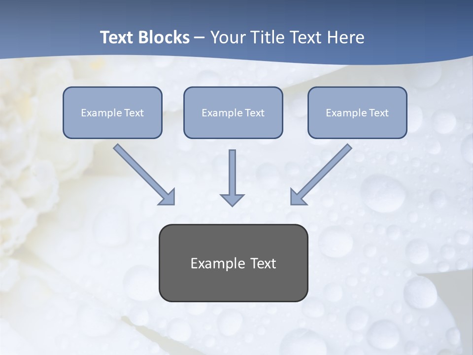 Closeup Of White Daisy With Water Droplets PowerPoint Template