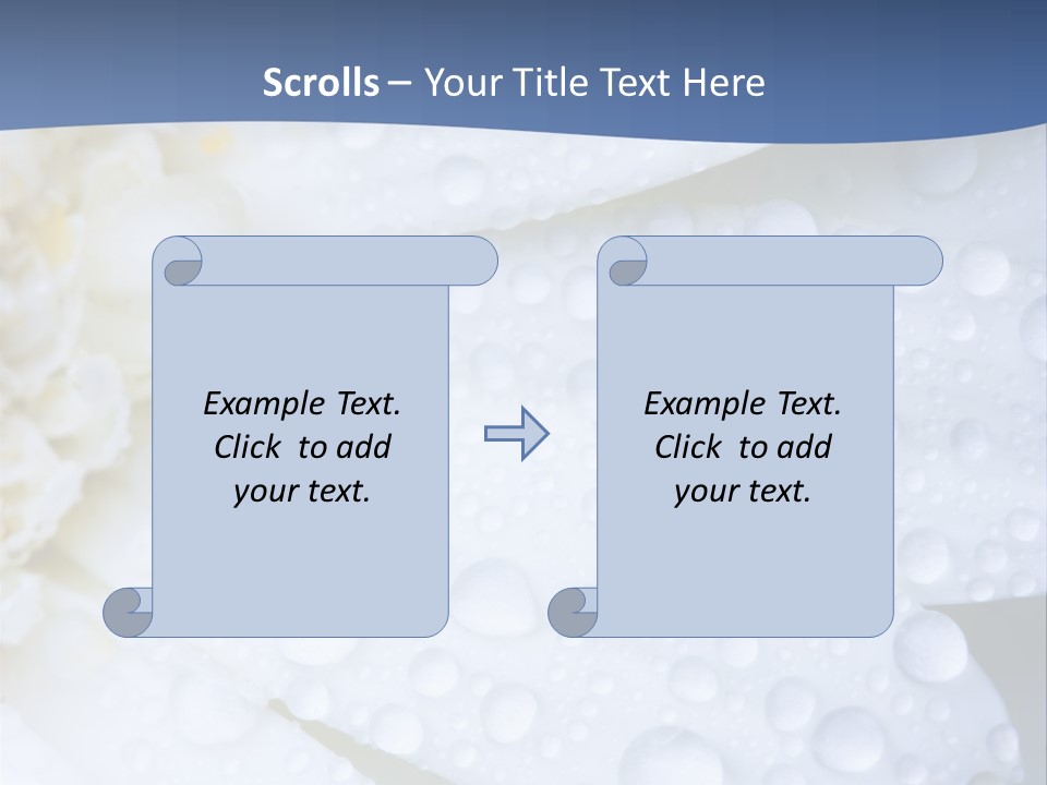 Closeup Of White Daisy With Water Droplets PowerPoint Template