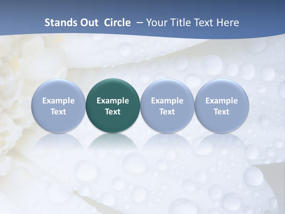 Closeup Of White Daisy With Water Droplets PowerPoint Template