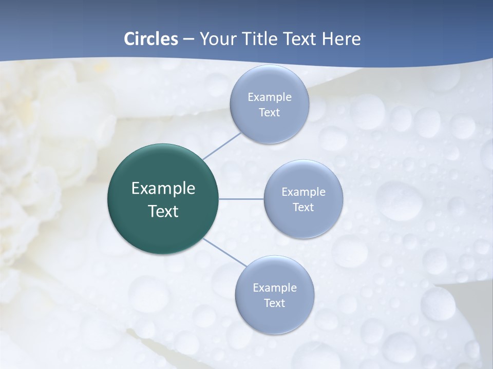 Closeup Of White Daisy With Water Droplets PowerPoint Template