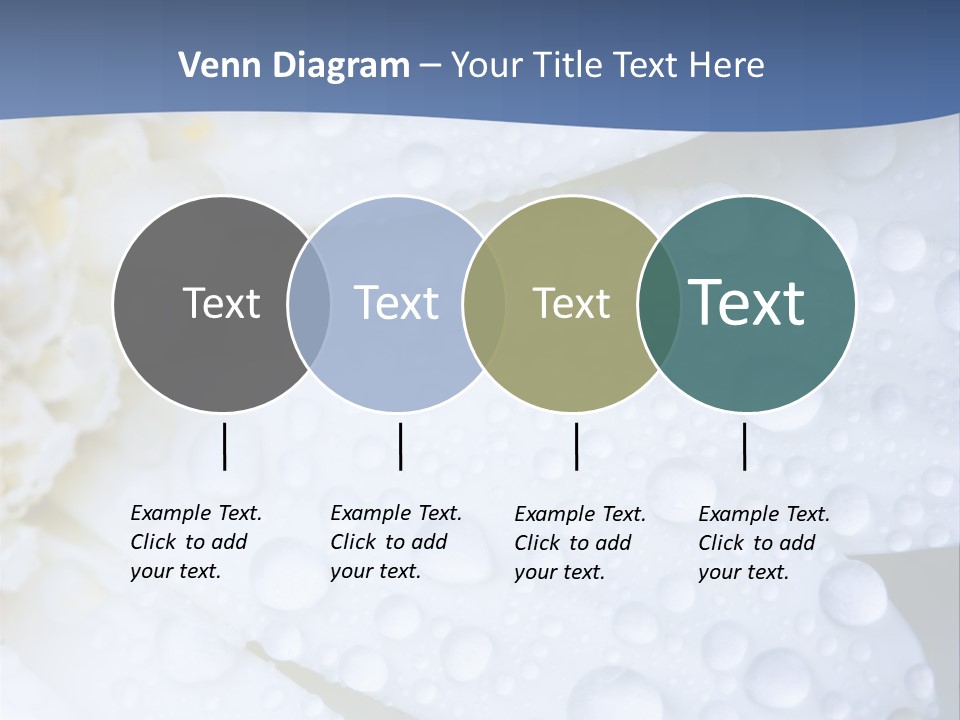 Closeup Of White Daisy With Water Droplets PowerPoint Template