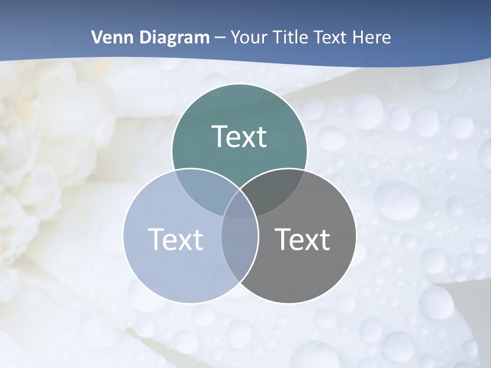 Closeup Of White Daisy With Water Droplets PowerPoint Template