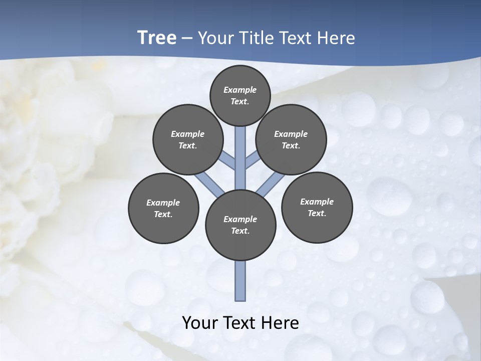 Closeup Of White Daisy With Water Droplets PowerPoint Template