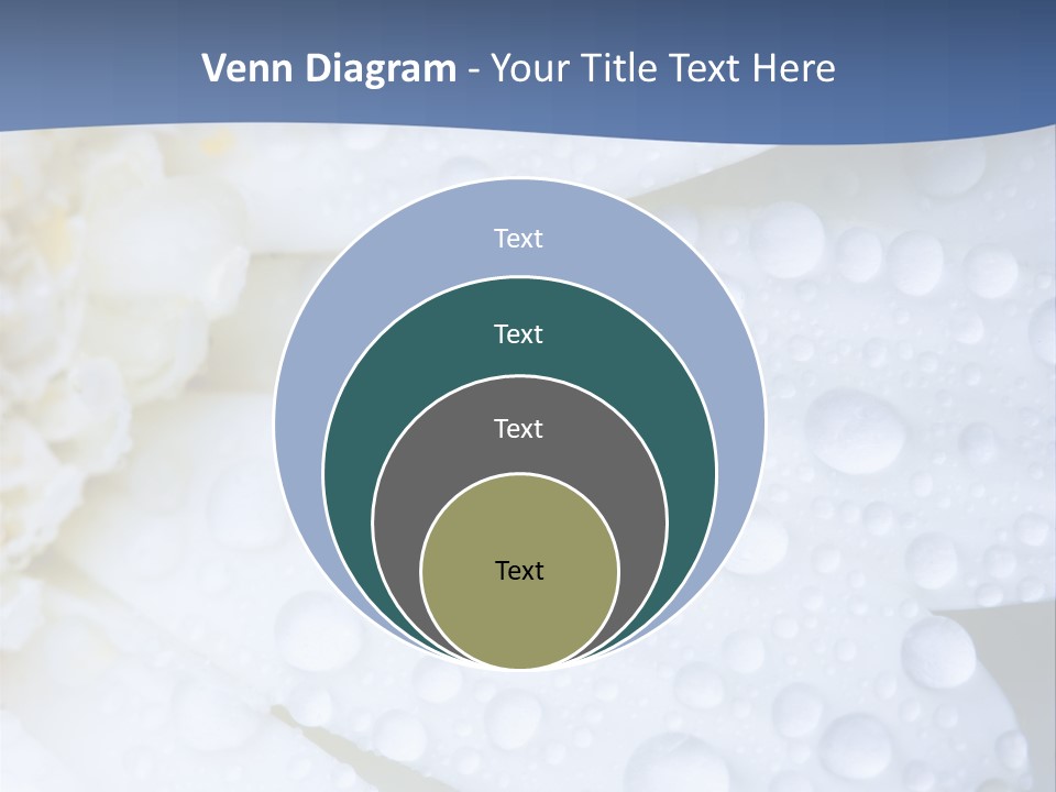 Closeup Of White Daisy With Water Droplets PowerPoint Template