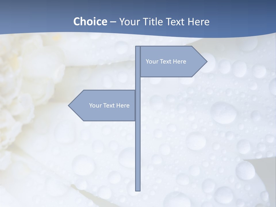Closeup Of White Daisy With Water Droplets PowerPoint Template