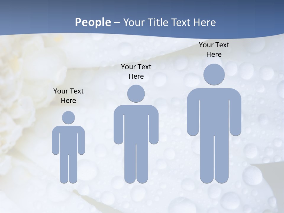 Closeup Of White Daisy With Water Droplets PowerPoint Template