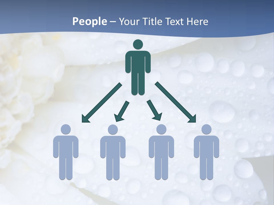 Closeup Of White Daisy With Water Droplets PowerPoint Template