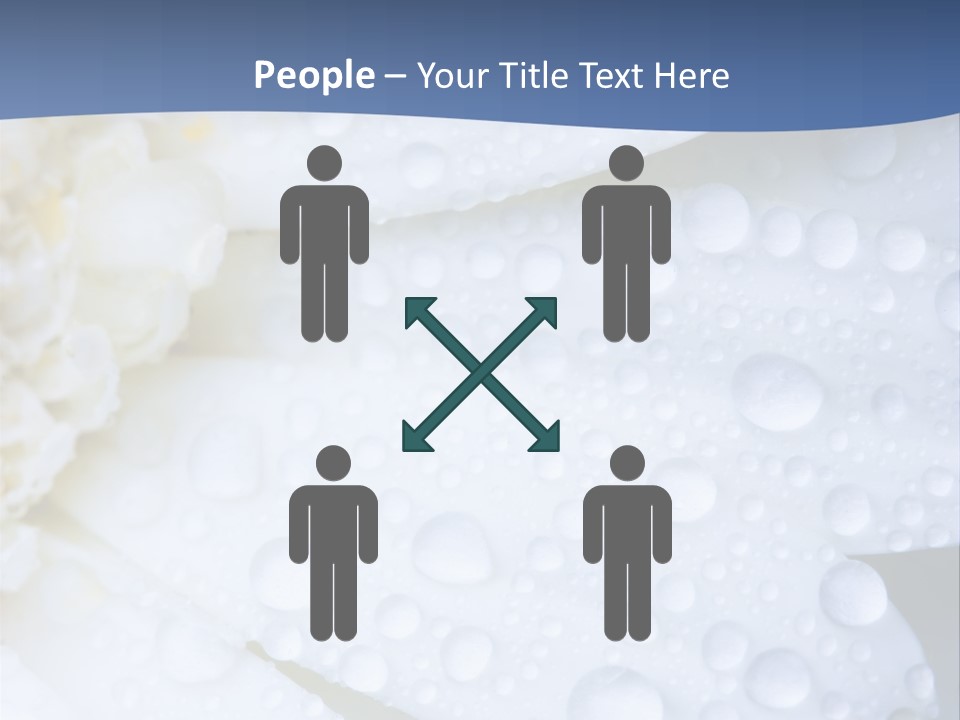 Closeup Of White Daisy With Water Droplets PowerPoint Template