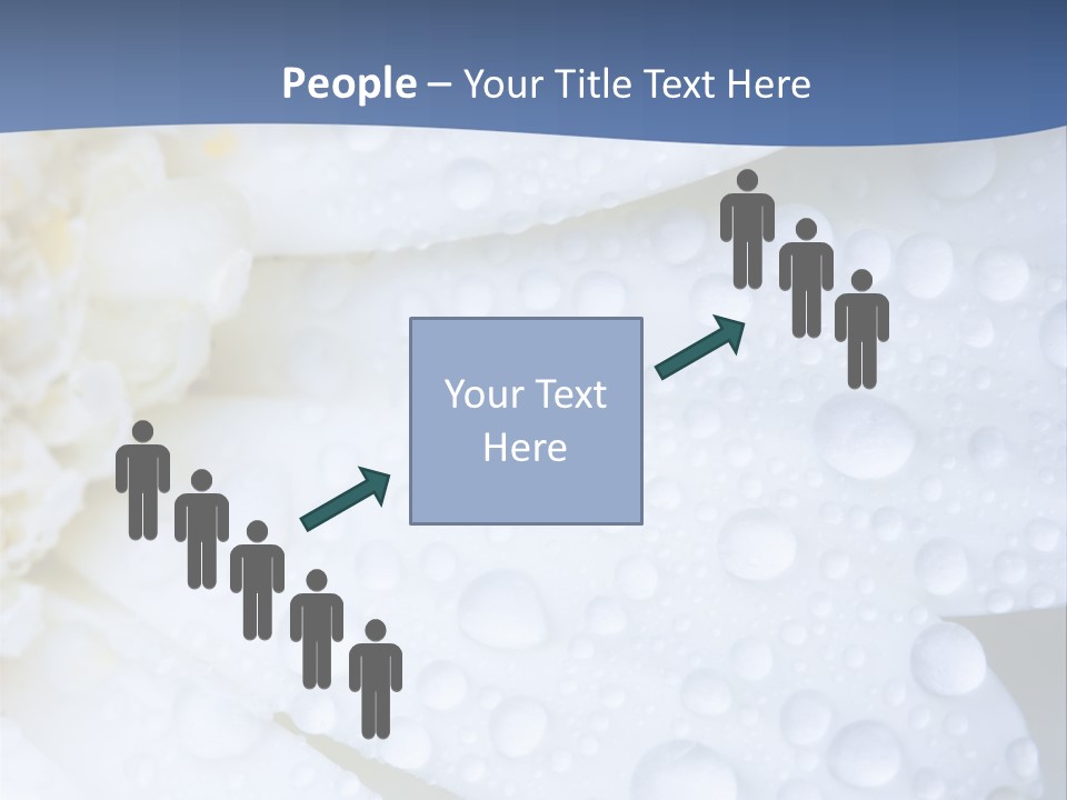 Closeup Of White Daisy With Water Droplets PowerPoint Template