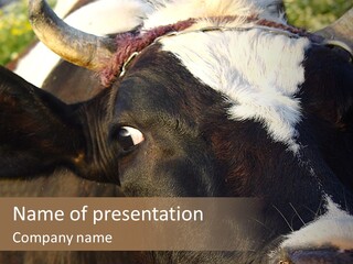 Cow, PowerPoint Template