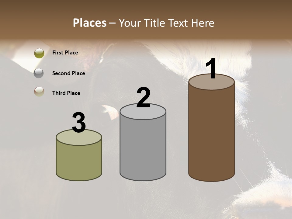 Cow, PowerPoint Template