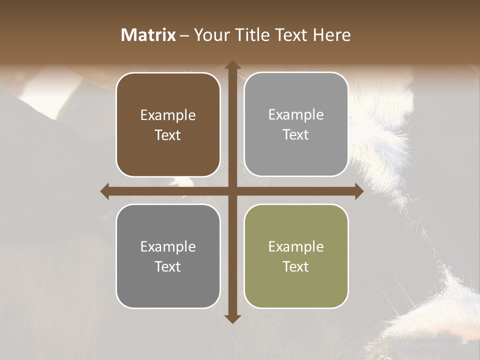 Cow, PowerPoint Template