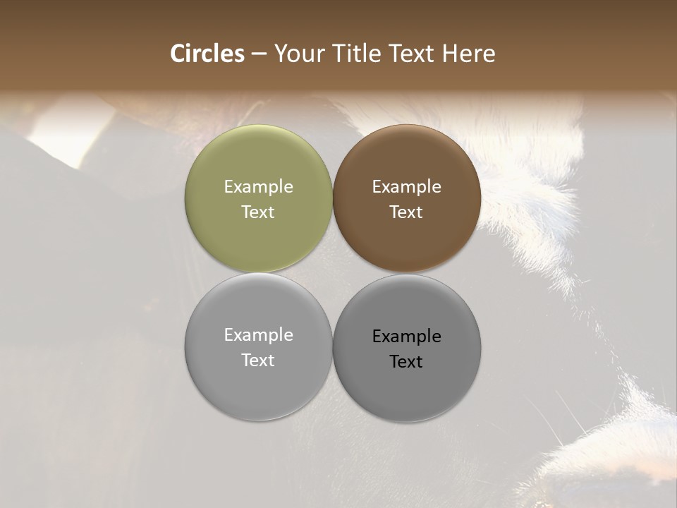 Cow, PowerPoint Template