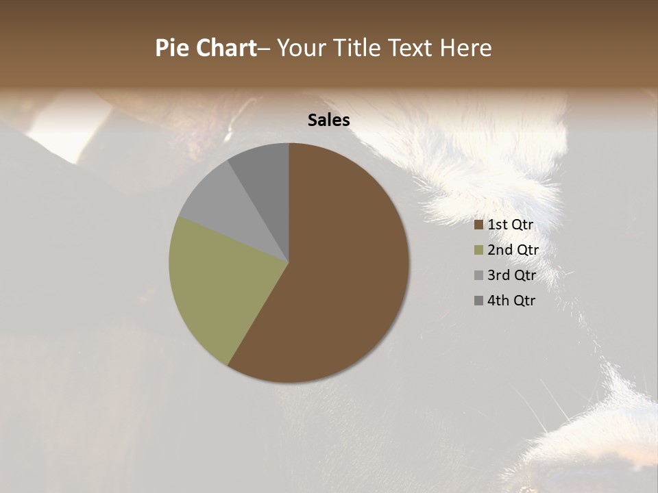 Cow, PowerPoint Template