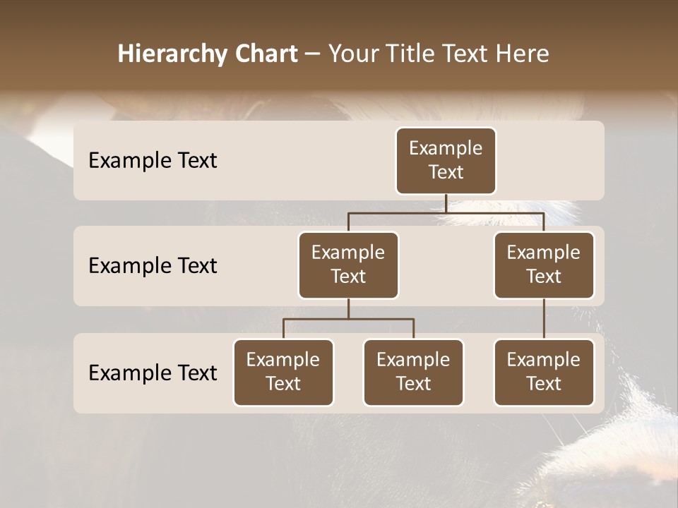 Cow, PowerPoint Template