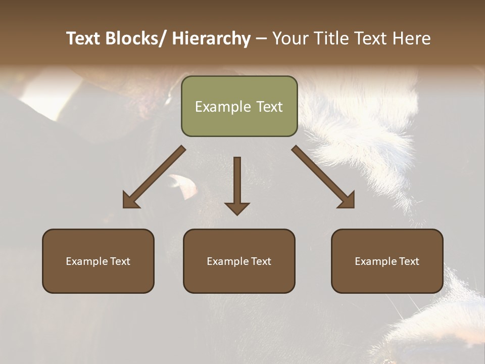 Cow, PowerPoint Template