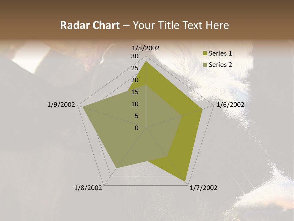 Cow, PowerPoint Template