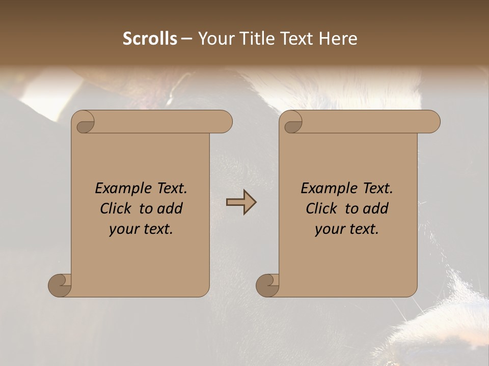 Cow, PowerPoint Template