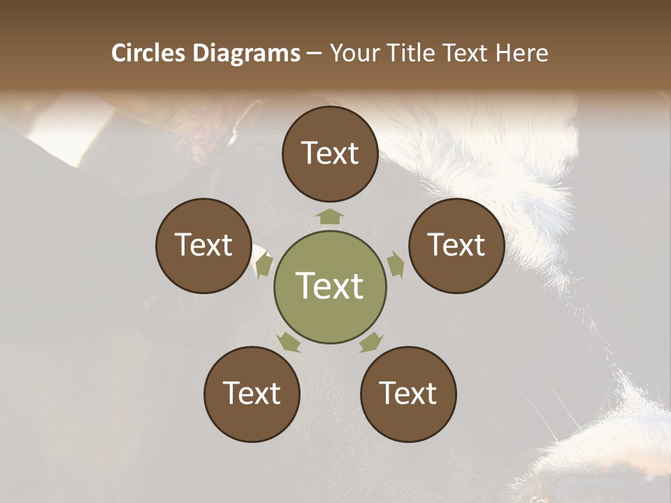 Cow, PowerPoint Template