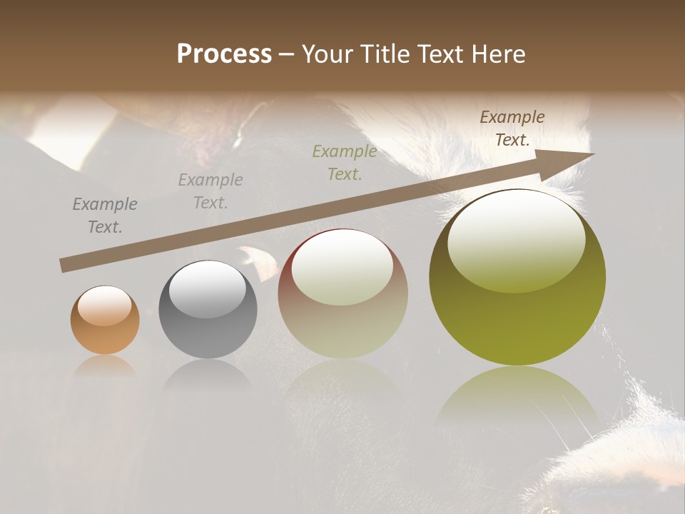 Cow, PowerPoint Template