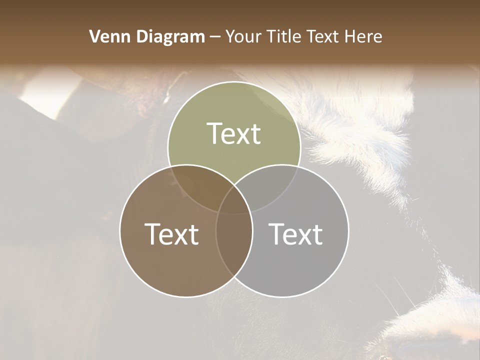 Cow, PowerPoint Template