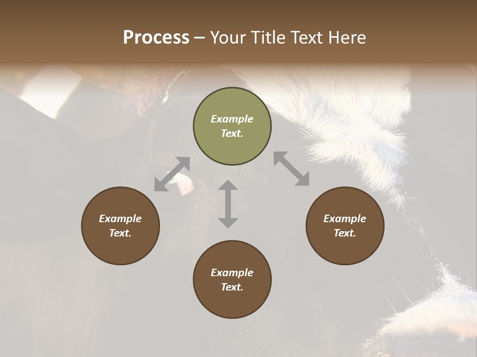 Cow, PowerPoint Template