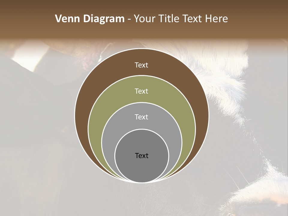 Cow, PowerPoint Template