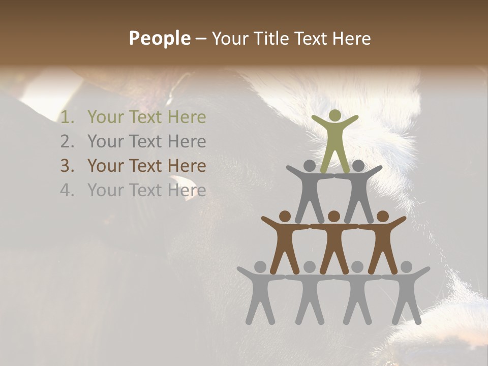 Cow, PowerPoint Template