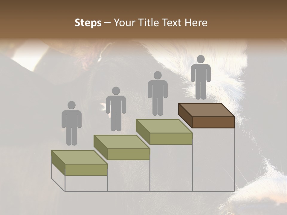 Cow, PowerPoint Template