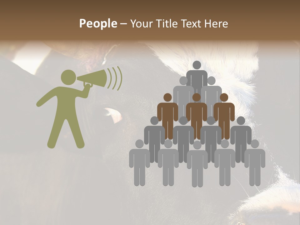 Cow, PowerPoint Template