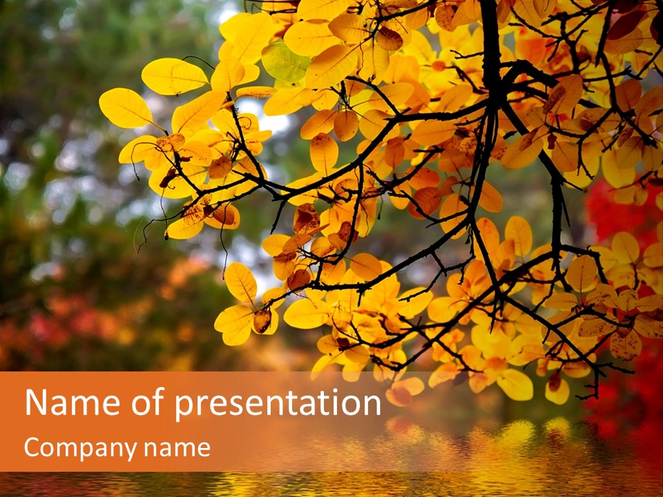 In This Photo The Beautiful Autumn Wood Is Shown PowerPoint Template