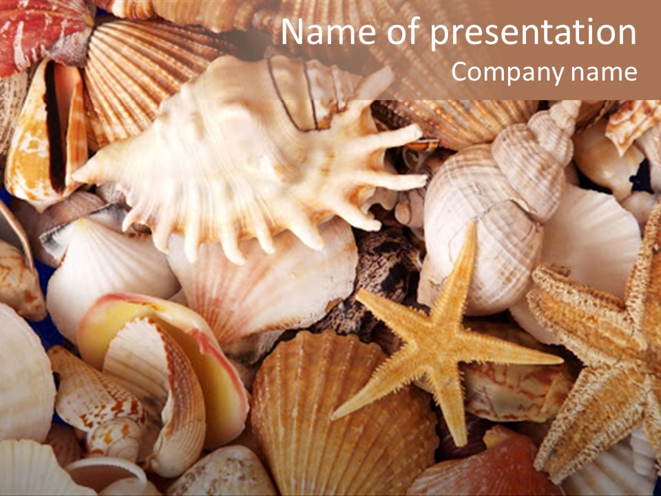 Shells PowerPoint Template
