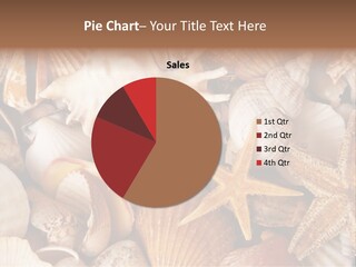 Shells PowerPoint Template