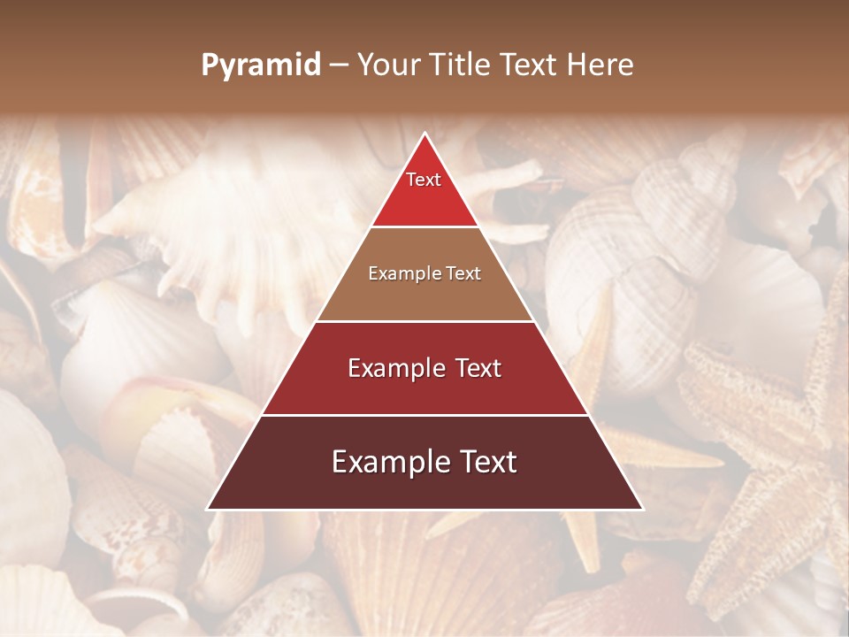 Shells PowerPoint Template