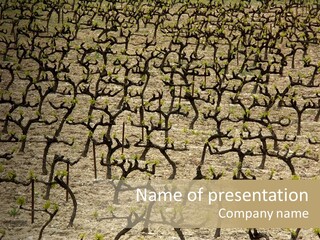 A Large Field Of Trees With No Leaves PowerPoint Template