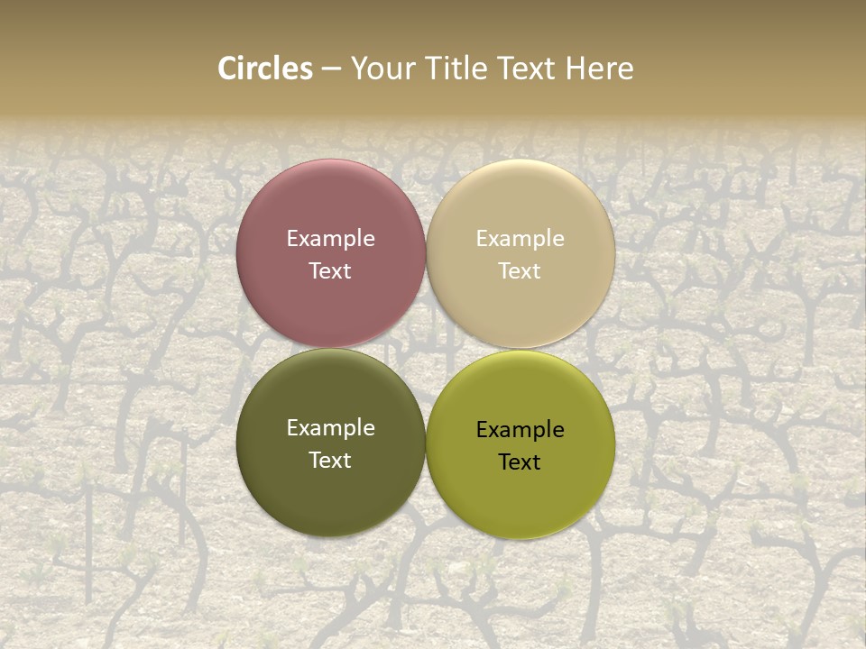 A Large Field Of Trees With No Leaves PowerPoint Template