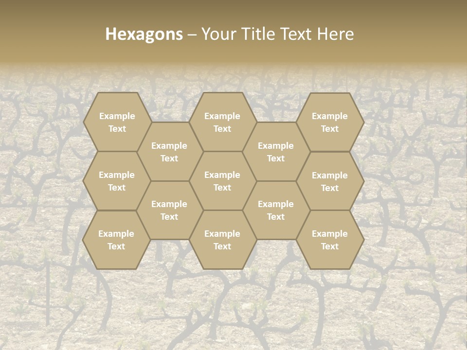 A Large Field Of Trees With No Leaves PowerPoint Template