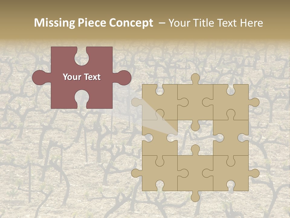 A Large Field Of Trees With No Leaves PowerPoint Template