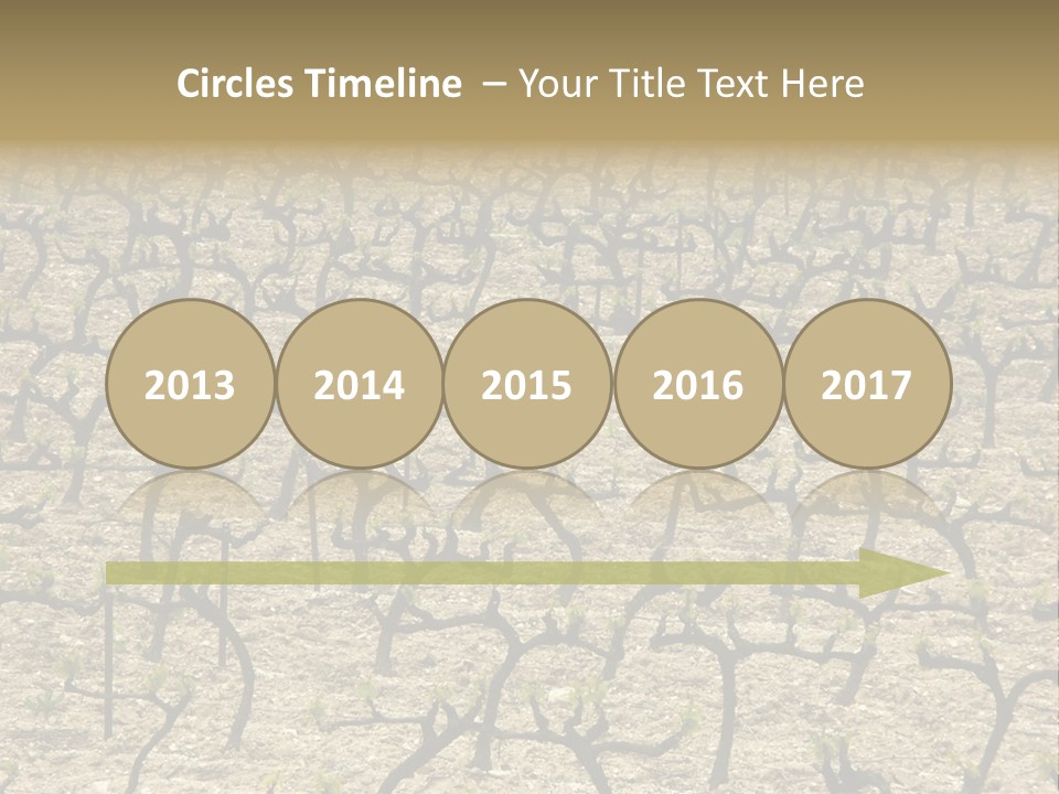 A Large Field Of Trees With No Leaves PowerPoint Template