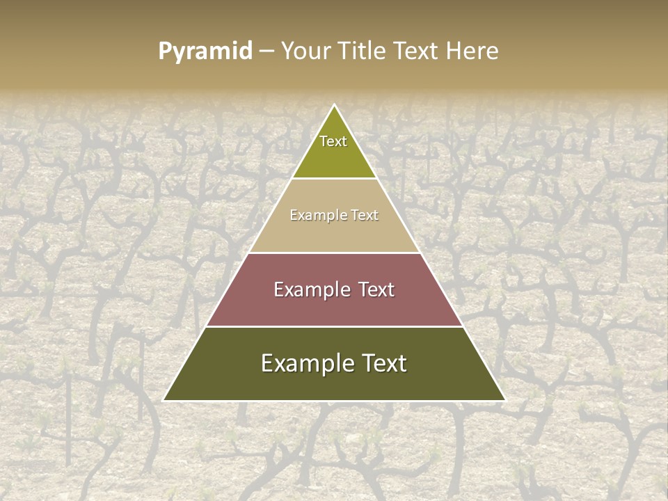 A Large Field Of Trees With No Leaves PowerPoint Template