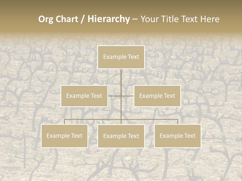A Large Field Of Trees With No Leaves PowerPoint Template