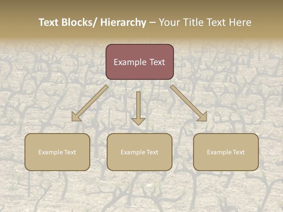 A Large Field Of Trees With No Leaves PowerPoint Template