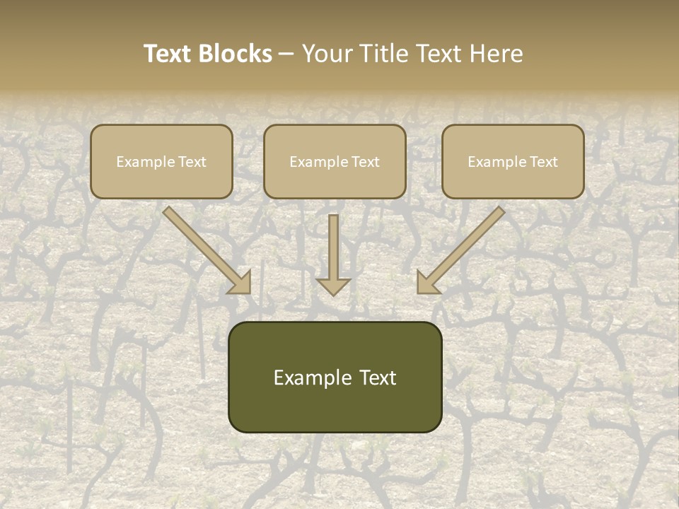 A Large Field Of Trees With No Leaves PowerPoint Template