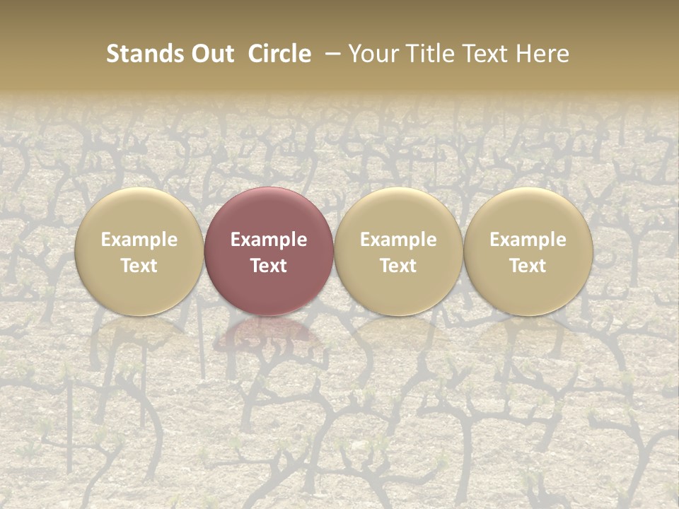 A Large Field Of Trees With No Leaves PowerPoint Template