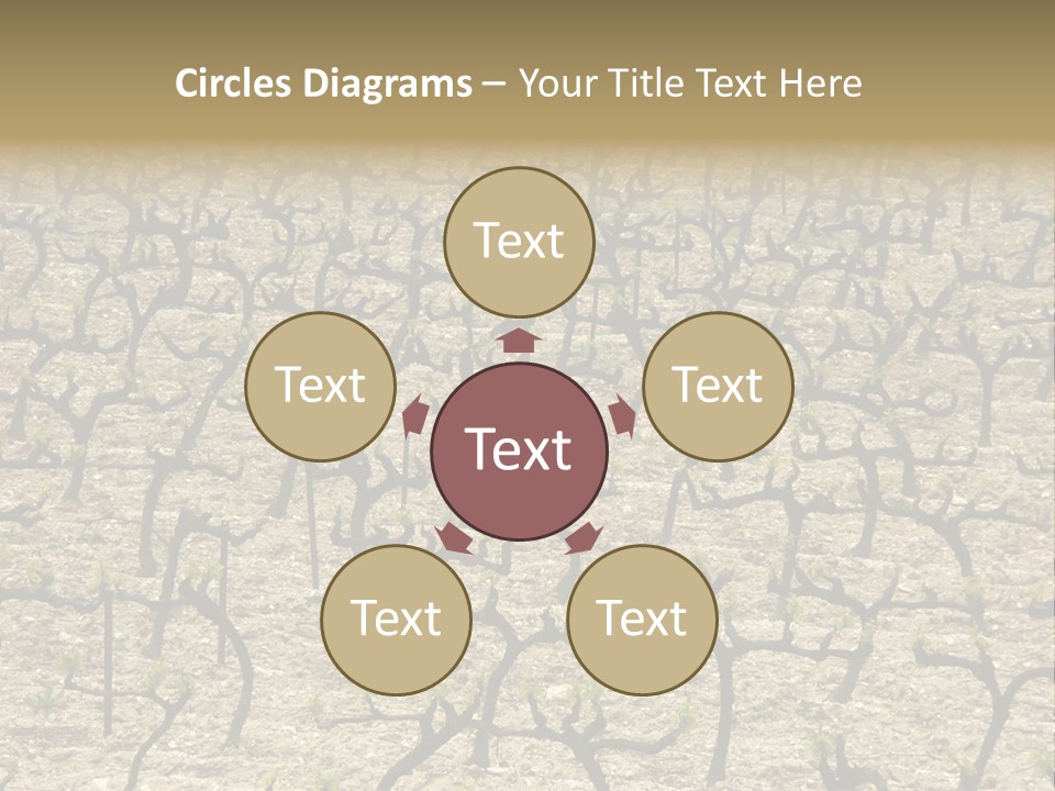 A Large Field Of Trees With No Leaves PowerPoint Template