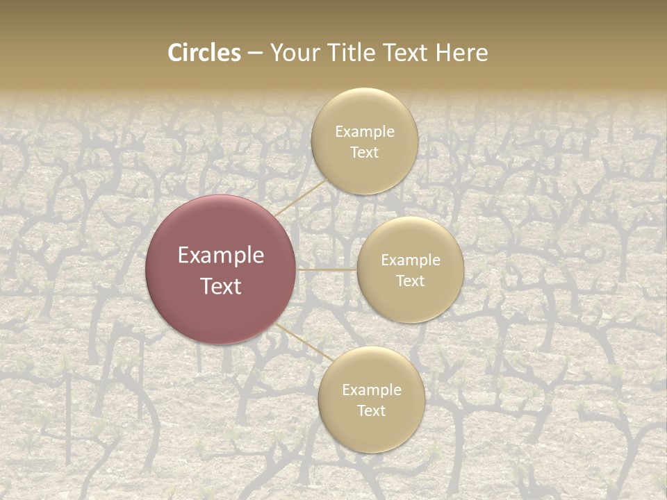 A Large Field Of Trees With No Leaves PowerPoint Template