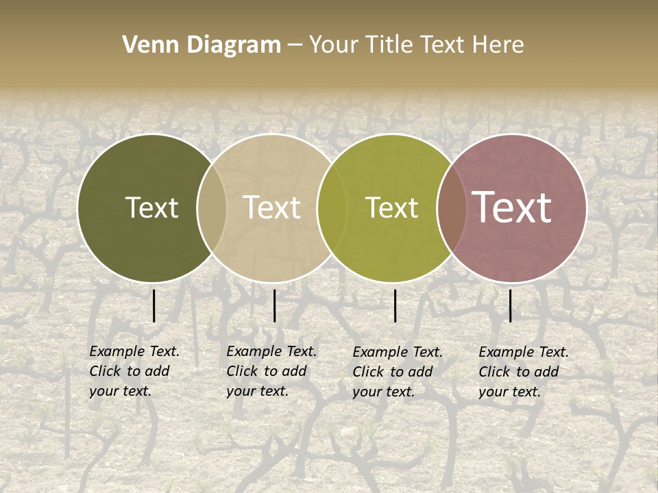 A Large Field Of Trees With No Leaves PowerPoint Template