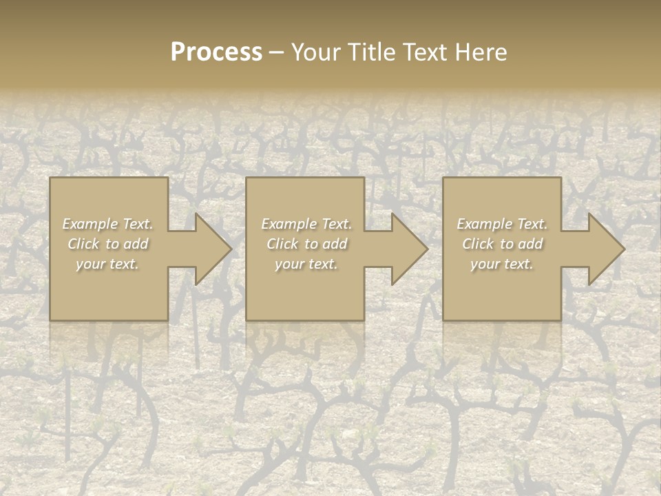 A Large Field Of Trees With No Leaves PowerPoint Template